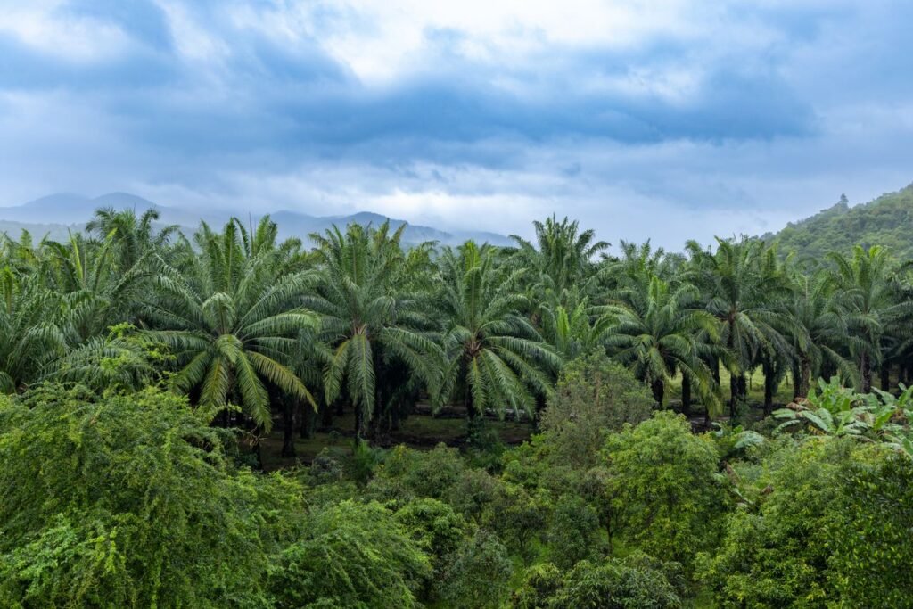 Products A scenic view of a lush palm oil plantation set against a mountainous backdrop in Andhra Pradesh, India.