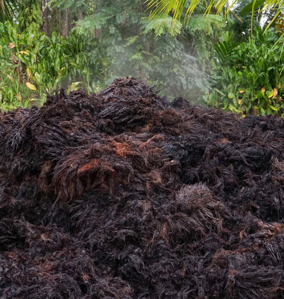 Palm-Derived Industrial Products biomass