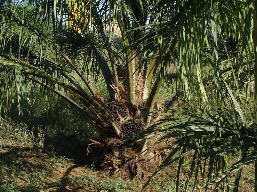 Palm-Derived Industrial Products oil palm, tree, plantation, nature, horticulture, karnataka, india
