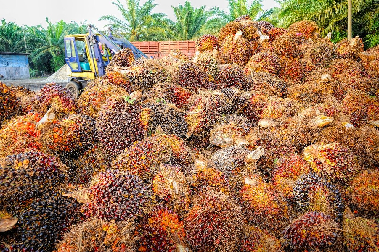 palm, oil, fruit, background, ripe, red, produce, agriculture, crop, commodity, indonesia, asia, energy, agricultural, industrial, malaysia, palm oil, industry, cooking, oil palm, freshness, nut, resources, seed, tropical, food, yellow, raw material, oil industry, harvest, palm tree, cooking oil, incomplete, orange, vegetable oil, nature, area, conservation, cultivated, environmental, merchandise, brown energy, palm oil, palm oil, palm oil, palm oil, palm oil