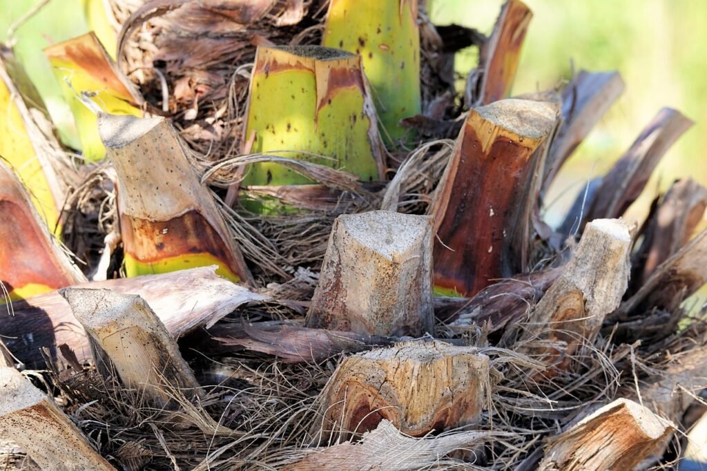 Palm-Derived Industrial Products palm tree, tribe, palm tree root, plant, structure, tree trunk, tree, nature, palm trees, mediterranean, wood