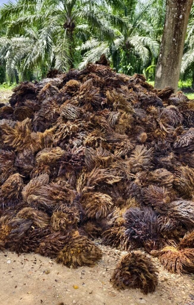 Palm Kernel Products palm residue