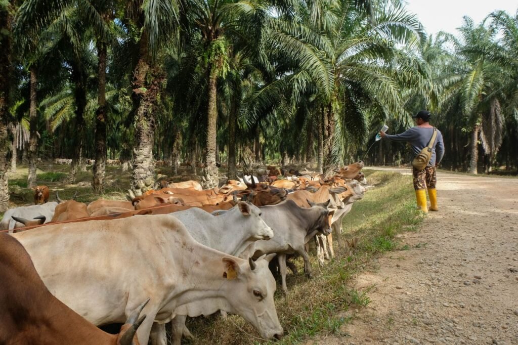Products Herd of cattle grazing under oil palm trees in Terengganu, Malaysia.