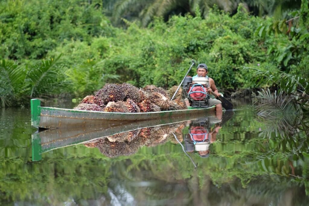 Palm Based Products & Cooking Oils Man transports palm oil fruits on boat through lush Indonesian plantation river.