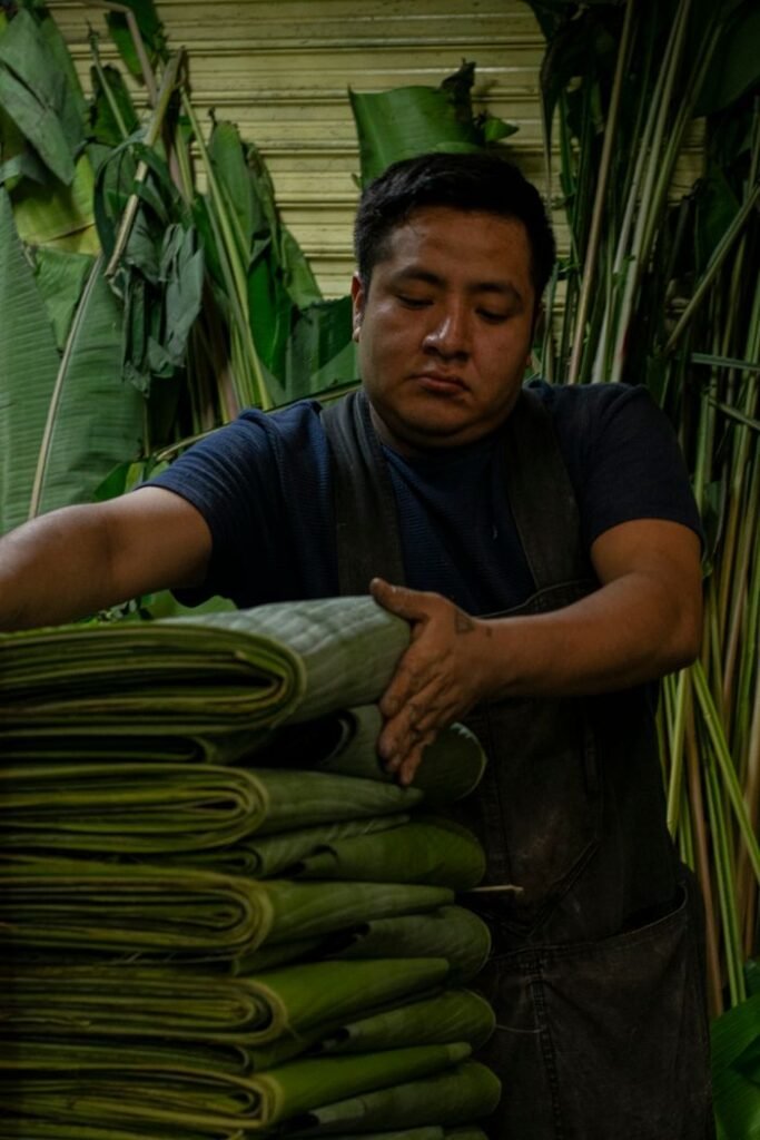 Sustainability Adult male meticulously organizing banana leaves indoors. Natural setting with bundled leaves visible.